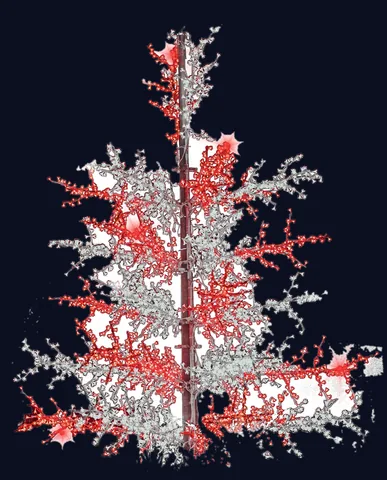 Sapin rameaux