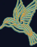 Colibri doré en vol
