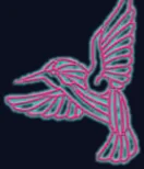 Colibri rose en vol
