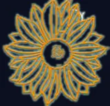 Tournesol doré