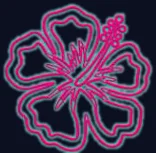 Hibiscus rose