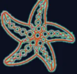 Étoile de mer orangée
