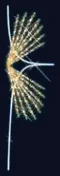 Gerbe rayons dorés