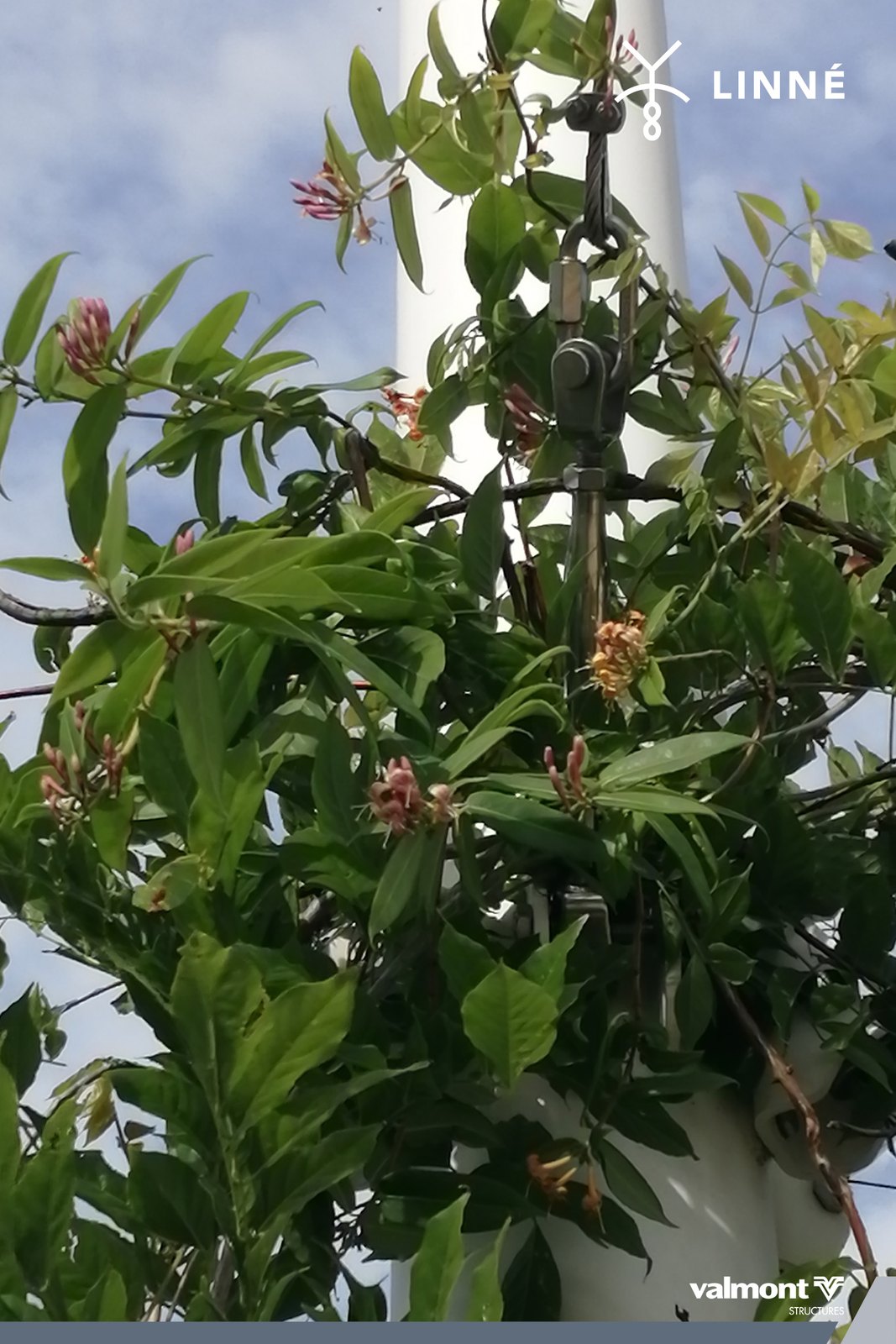Houppier dense de feuilles et de fleurs autour du mât Linné